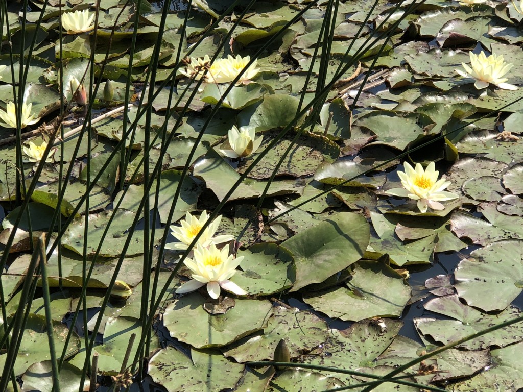 SKOVSØEN – EFTERÅRSARBEJDSDAG