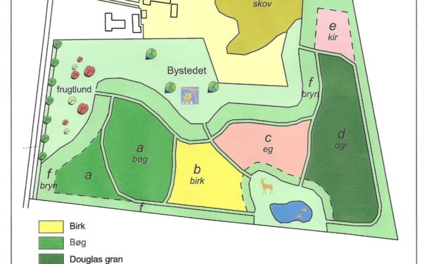 Skovrejsningsprojekt