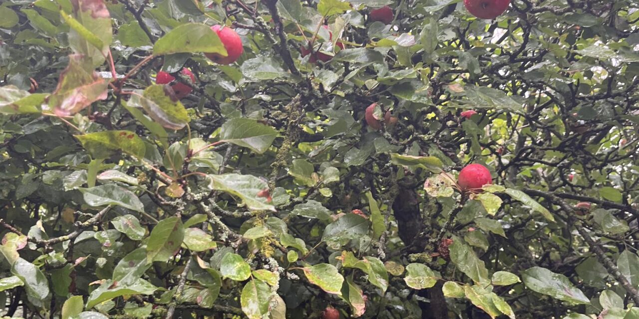 Kom og prøv den nye frugtpresser