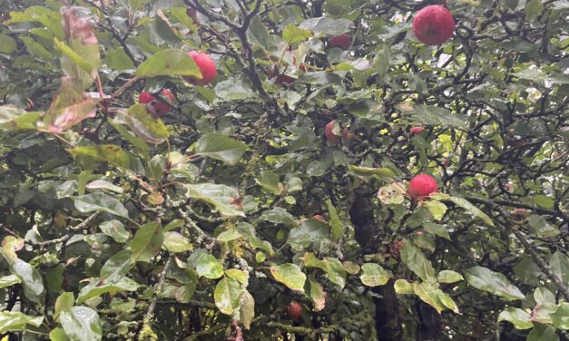 Kom og prøv den nye frugtpresser