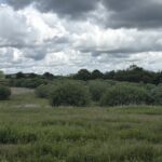 Naturgrund til salg