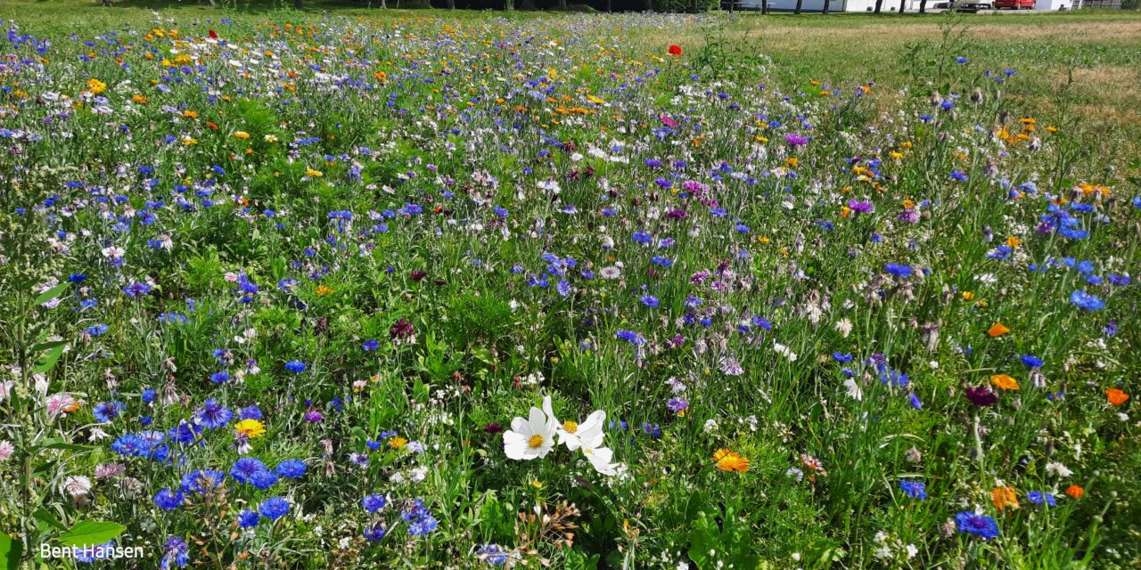 Pluk en buket blomster