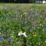 Pluk en buket blomster