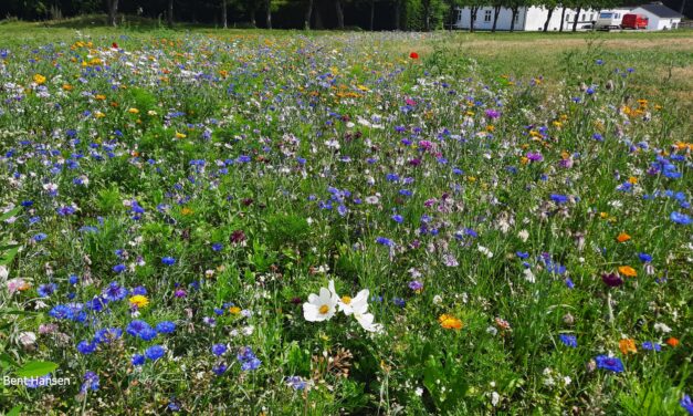 Pluk en buket blomster
